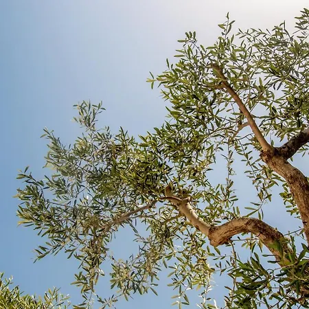 Dimora L'ulivo בית הארחה